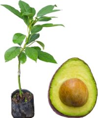 Aguacate - Image 1