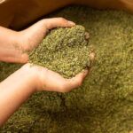 82 Oregano Saco 20 lb